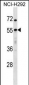 USP27X Antibody (N-term)